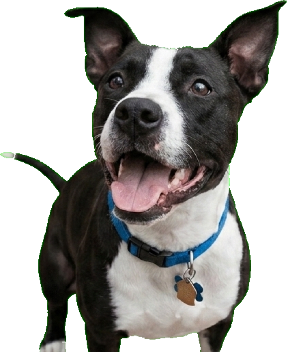 A happy dog at The Dog Run Daycare
