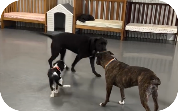 Dogs socialising at The Dog Run Daycare