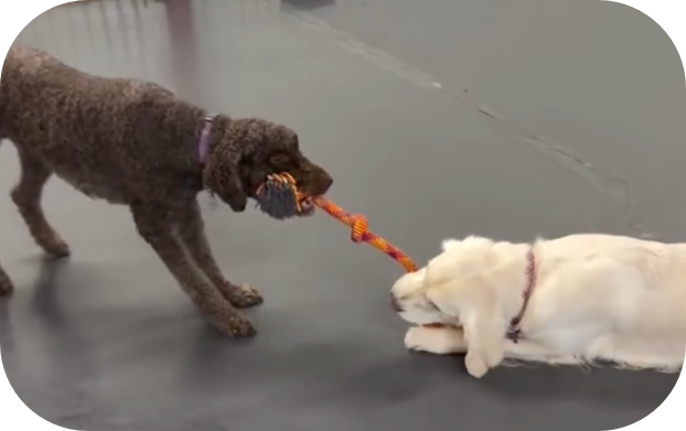 Dogs playing at The Dog Run Daycare