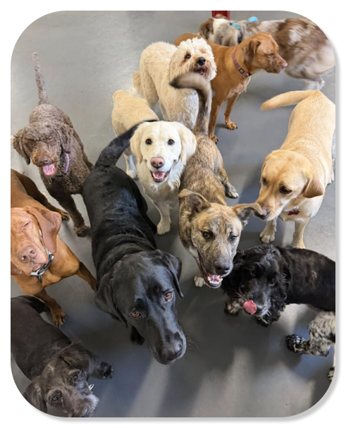 Happy dogs at The Dog Run Daycare