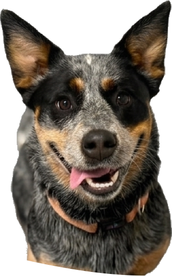 Dog at The Dog Run Daycare